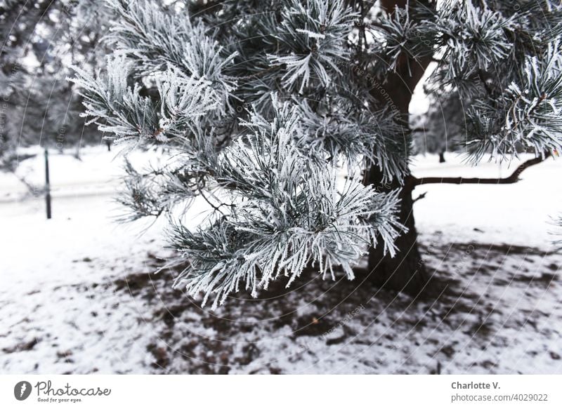 hoarfrost Coniferous trees conifer branch Tree Nature Twig Hoar frost Branch Cold White Ice crystal Exterior shot Frozen Plant Snow Frost Winter Winter mood