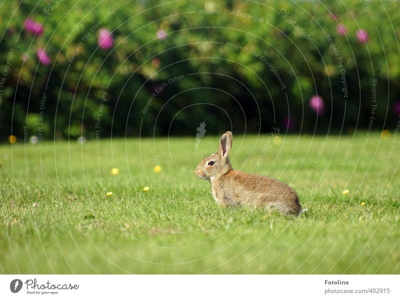 Stay sharp! Environment Nature Plant Animal Summer Beautiful weather Grass Bushes Garden Park Meadow Wild animal Pelt 1 Free Bright Cuddly Small Near Natural