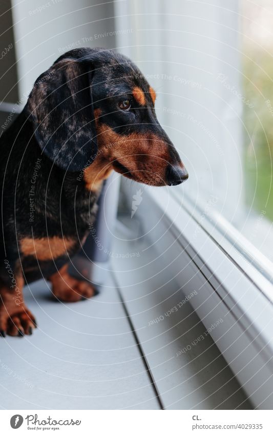 carlson Dachshund Dog Animal Animal portrait Love of animals Pet Cute Flat (apartment) Window at home Animal face Shallow depth of field Curiosity