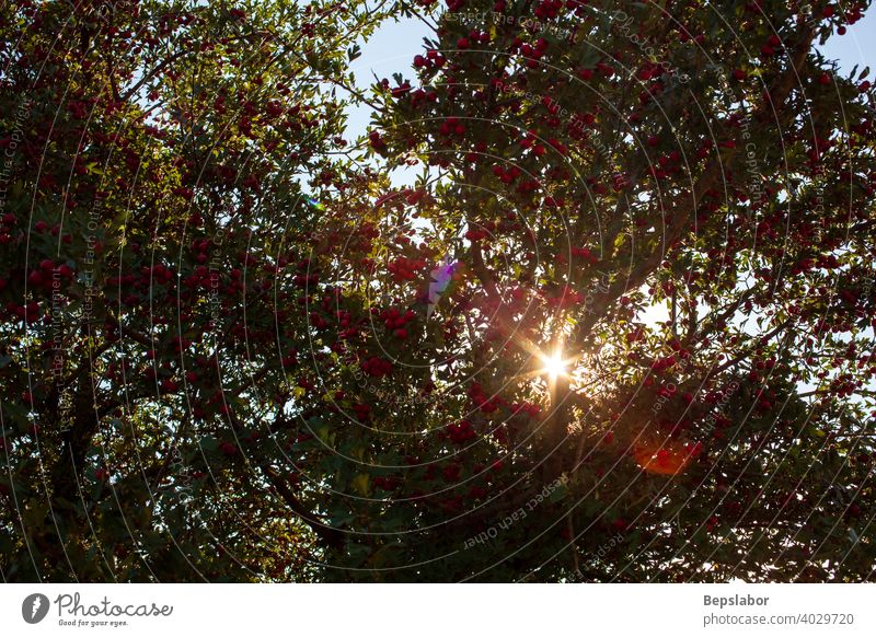 red berries of a common hawthorn on twigs oneseed hawthorn single-seeded hawthorn fruit plant nature sun flare medicine health herbal white healthy antioxidant