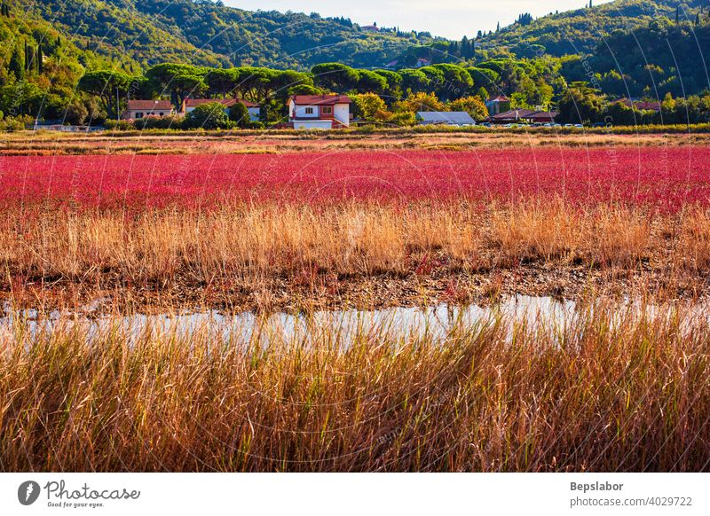 View of the Strunjan nature park, Slovenia strunjan strunjan nature park slovenia halophyte landscape sun evaporation istria peninsula salt slovenian piran