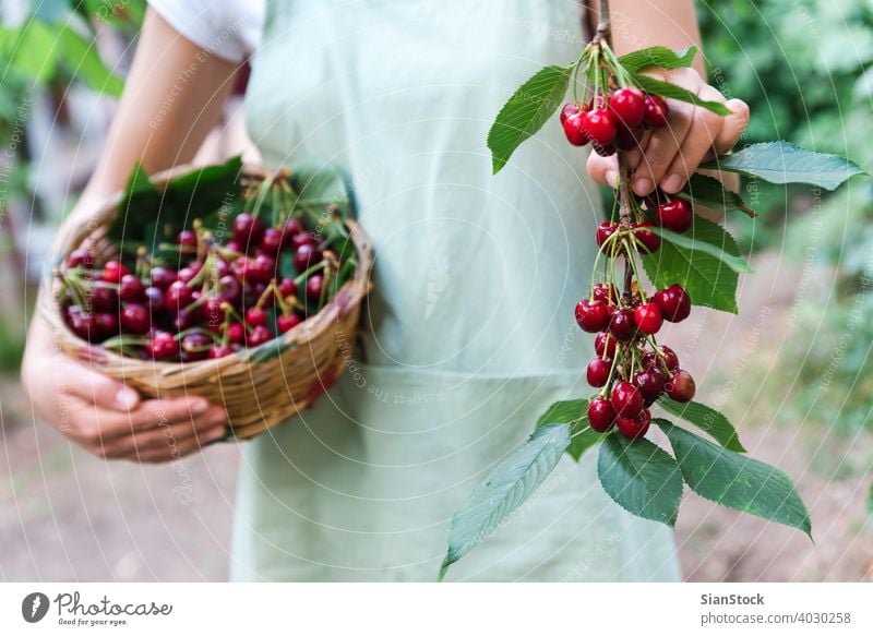 young woman on the graden hold a basket with cheries. cherry juicy healthy food hand apron organic ripe vegetarian agriculture fruit fresh girl nature natural