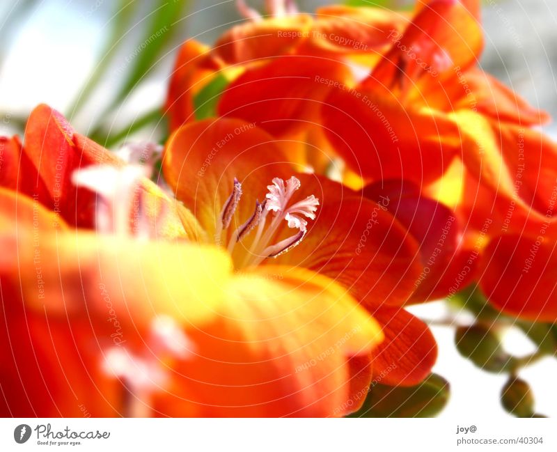 red flowers Nature Summer one two shot