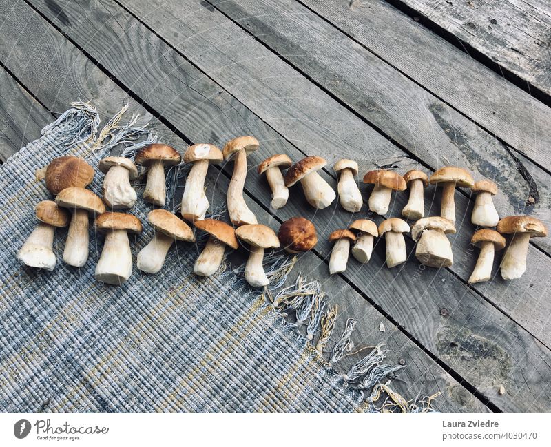 Mushrooms on a woden deck Autumn Colour photo Plant Mushroom cap Nature Close-up Day Healthy Eating healthy diet Healthy Lifestyle healthy food Vegetarian diet