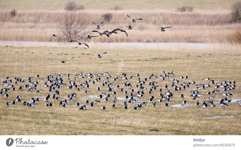 A flock of barnacle geese , white-cheeked geese on the salt marshes at the North German Wadden Sea Barnacle Geese White-cheeked Geese Flock of Geese