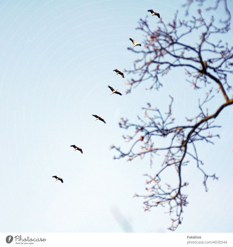 Everything that flies I - Cranes fly in a row Cranes in the sky crane flight crane birds Flying Nature Sky Bird Exterior shot Wild animal Colour photo Animal