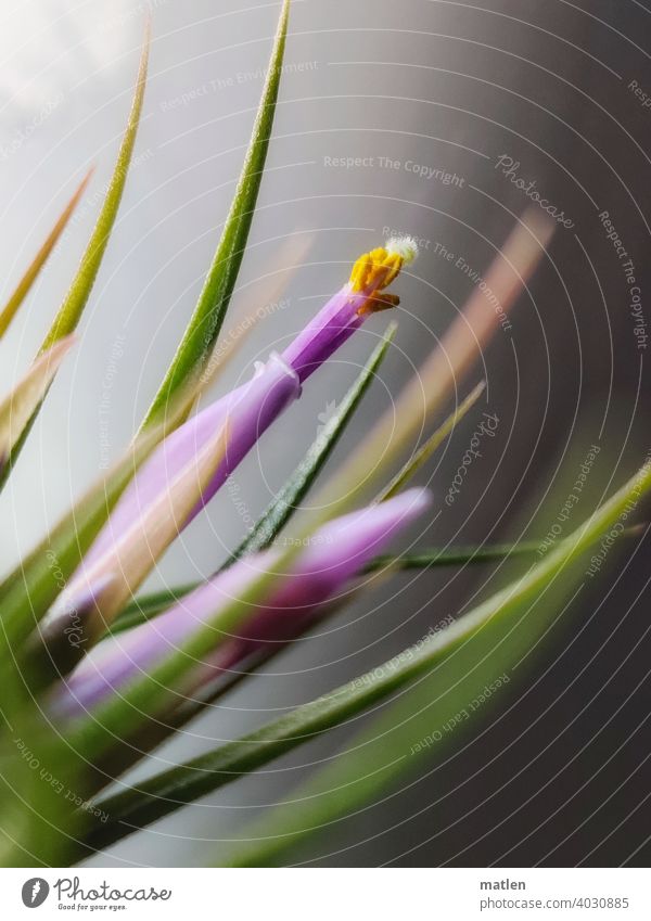 the land where tillandsias bloom... mobile Tillandsie Blossom Interior shot Deserted Leaf Botany Plant Close-up Blossom leave Green