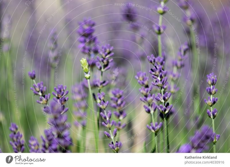 Purple Lavender Field Closeup lavender Green Summer Flower herb Nature Garden Gardening Gardens Meadow Bud provence violet Natural Plant Blooming herbal closeup