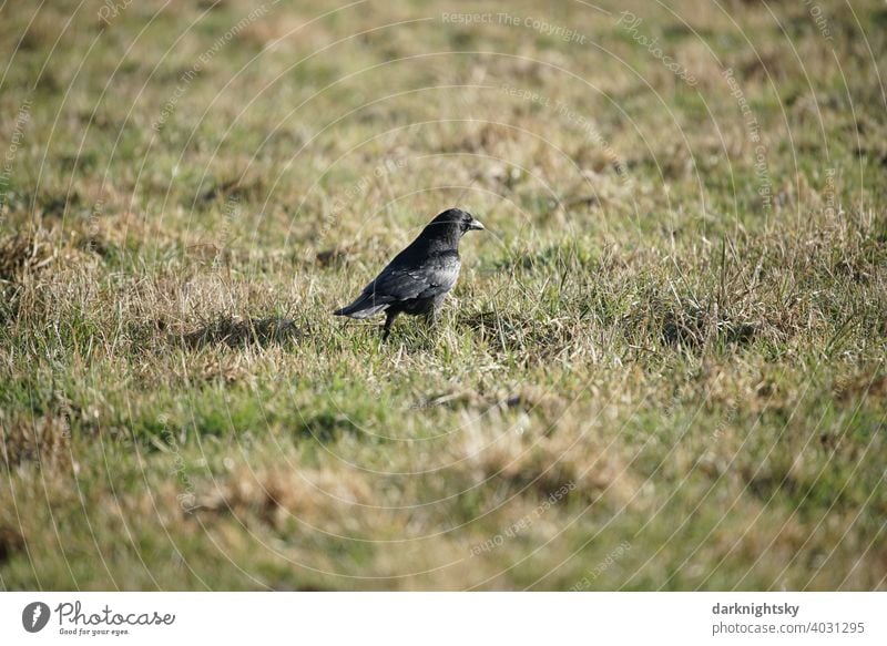 Crow (Corvus) in a pasture and foraging in the sunshine Corvidae raven Nature Sky Beak Raven birds Dark Grand piano Ornithology Bird Animal Black animal world