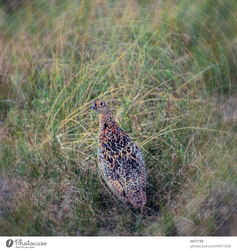 pheasant hen Bird Wild animal feminine Pheasant Camouflage Camouflage colour duene Wangerooge Looking into the camera Phasianus colchicus Gamefowl grasses