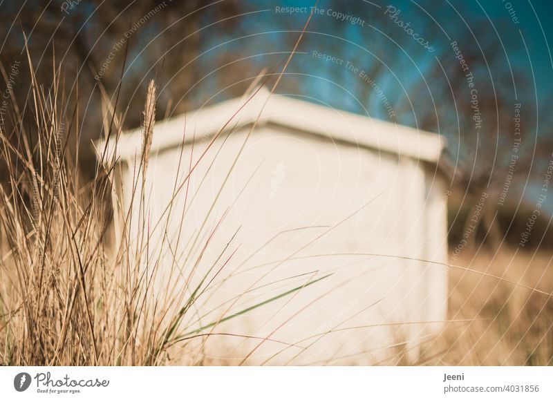 Small white wooden hut on the beach in the dunes framed by dune grass Wooden house Wooden hut Hut Flake Log home House (Residential Structure) Cute White Beach