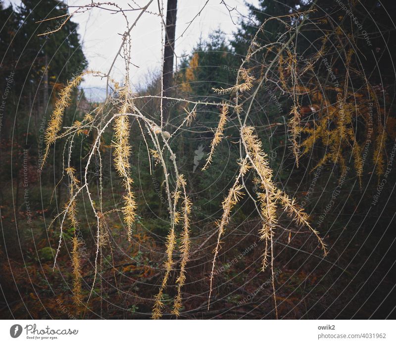 hung Forest Twigs and branches Wood Multicoloured Evening Bushes Landscape Nature Mysterious Idyll Beautiful weather Plant Environment Calm Close-up Detail