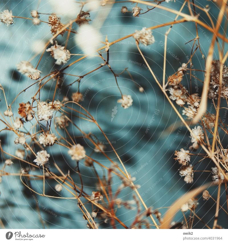 dust catcher Pot plant Bushes Plant dry plant Fragile Many Blade of grass Dry Thin Blossom To dry up Decoration Close-up Detail Colour photo Interior shot