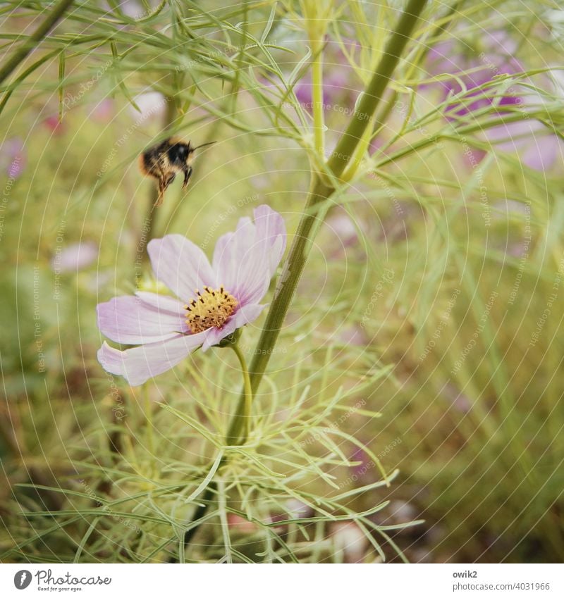 Pale flower Cosmos Joie de vivre (Vitality) Growth Spring fever Enthusiasm Life Curiosity Idyll Long shot Force Colour photo Garden Meadow Flower meadow