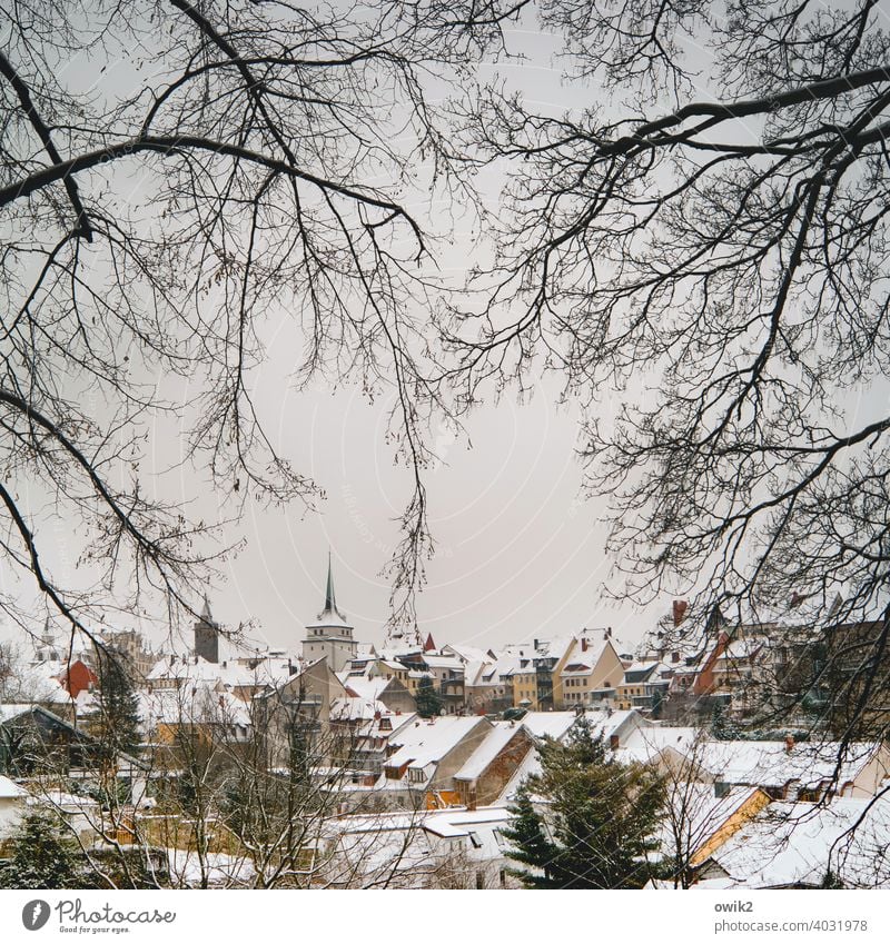 Undercooled City centre & city centre Bautzen Eastern Germany Saxony Twigs and branches Tree trees Branches and twigs Colour photo Beautiful weather Frost chill