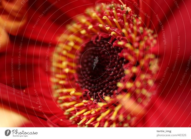 Gerbera Red Plant Flower Blossom Garden