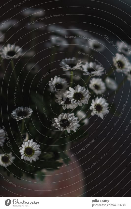 Dark and moody photograph of white button mum flowers arrangement bouquet dark shadows detail dark background nature plant macro spring green flora garden