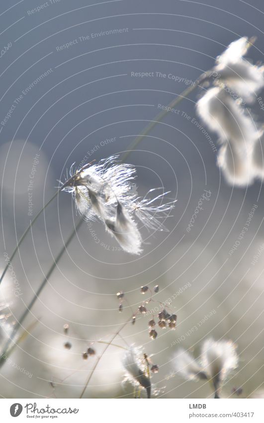 // Woolly grass / Tremor grass Nature Plant Grass Field White Soft Cotton grass Wind Tilt Delicate Smoothness Alpine pasture Easy Airy Light heartedness