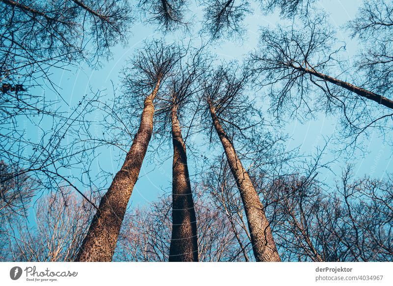 Trees and sun in winter in Märkische Schweiz hike Class outing Hiking trip hikers Subdued colour Contrast Copy Space bottom Copy Space right Copy Space middle