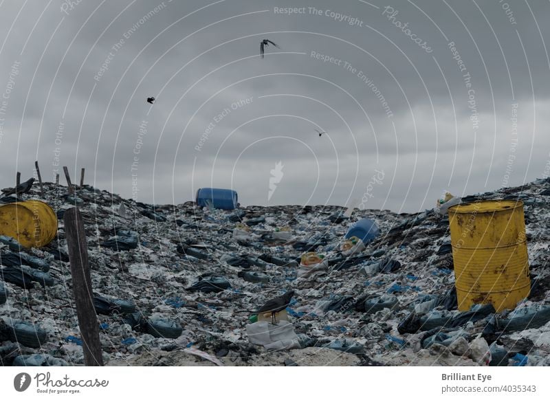 flying crows over a huge pile of garbage in search of food barrel Harm Old polluting waste Chaos Untidy impurity Unhygienic Crow Rubbish heap background