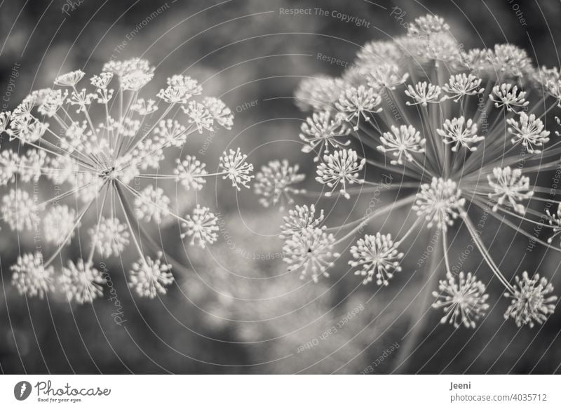 Dill flowers in the vegetable garden Dill blossom Blossom umbel umbels Plant Vegetable garden Growth Monochrome Delicate Change Garden naturally