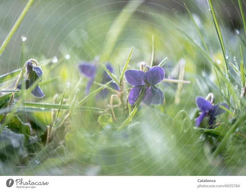 The violets are still covered with a frosty breeze early in the morning Nature flora Plant Flower Violet plants Grass blossoms Frost Ice chill Garden Morning