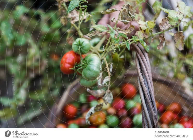 Men's hands harvesting fresh organic tomatoes in his garden Garden Farm Gardening Healthy Food Green Harvest Organic Agriculture Summer Plant Red Basket Fresh