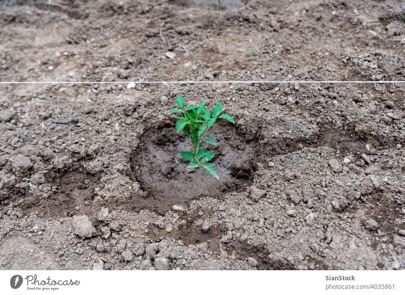 Tomato plant grows on the garden. fresh growth leaf tomato nature sprout green agriculture soil farm spring ground light tree new season sapling root ecology