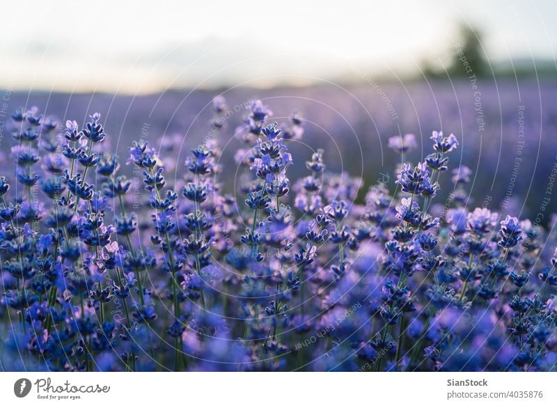 Sunset over a violet lavender field in Greece aroma green magenta herb plant mediterranean aromatherapy blue purple flower bloom beautiful landscape sunset