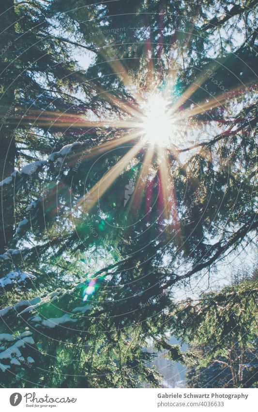 Bright walk in the forest sunbeam Sunbeam Sunlight fir tree Fir branch fir trees Twigs and branches Snow snow-covered Black Forest luminescent Brilliant rays