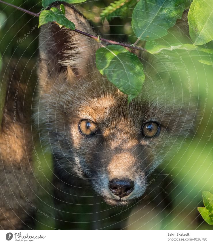 Curious fox cub peeking from the bush red fox fox puppy fox peeking fox looking couriesly animal wild animal wild nature nature photo fox in the exterior