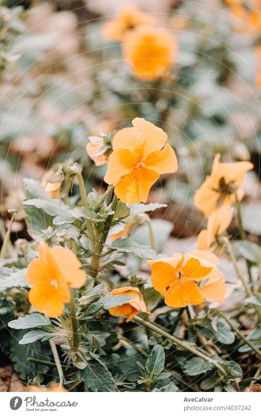 A super close up of a orange flower blooming in spring background plant nature blossom beauty season beautiful petal fresh natural garden floral white design