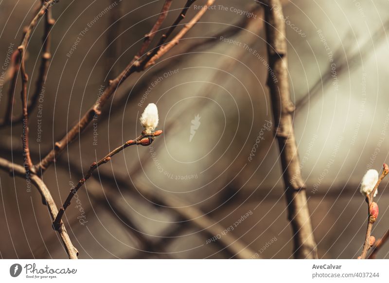 A small flower blooming on a tree with spring tones with copy space background plant nature blossom beauty season beautiful petal fresh natural garden floral