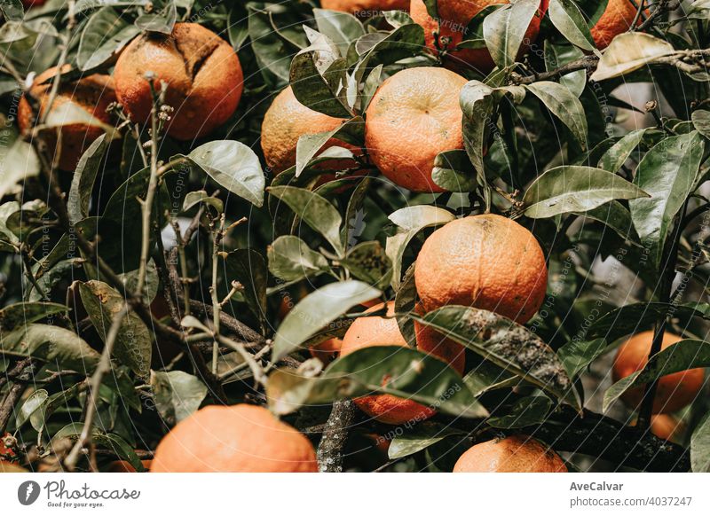 A bunch of oranges during spring in a tree with a colorful tones nature citrus background green ripe fruit sweet organic food natural leaf garden fresh plant