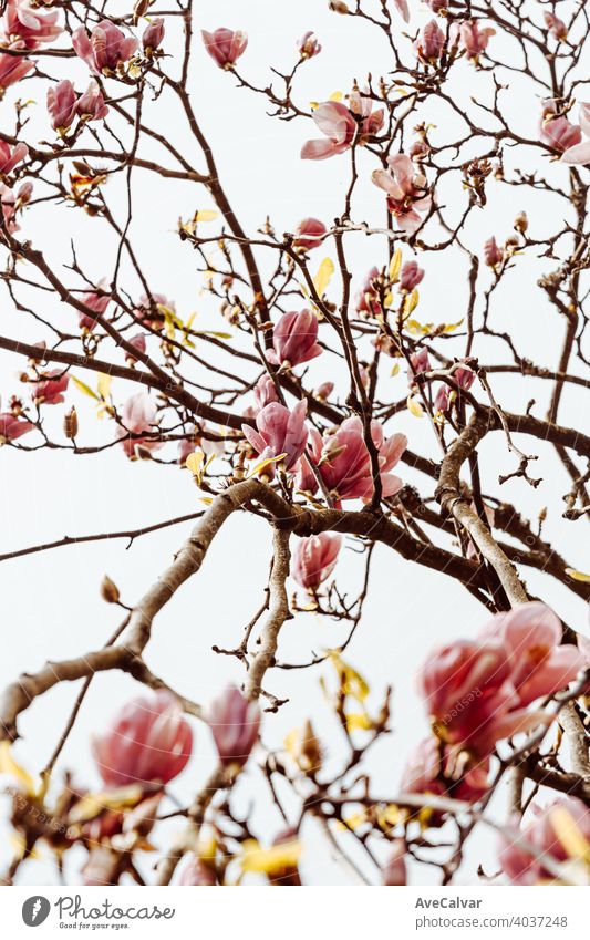 Background of tree with blooming flowers during the spring with a bright sky background plant nature blossom beauty season beautiful petal fresh natural garden