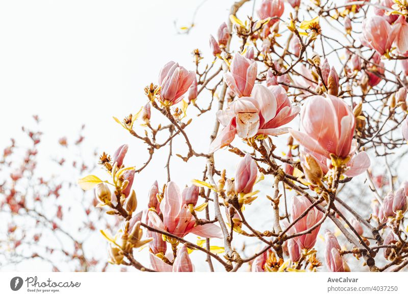 Background of tree with blooming flowers during the spring with a bright sky background plant nature blossom beauty season beautiful petal fresh natural garden