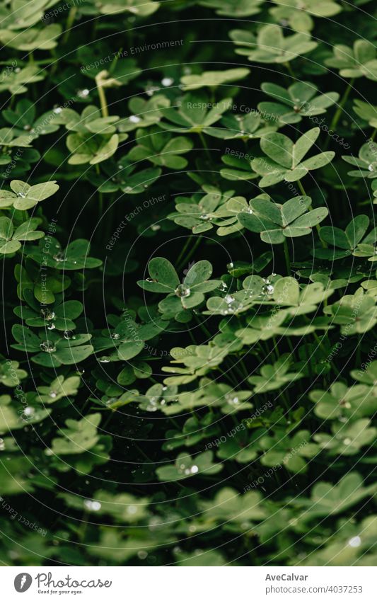 A background of a group of green flowers with water drops and strong shadows during spring plant nature bloom blossom beauty season beautiful petal fresh