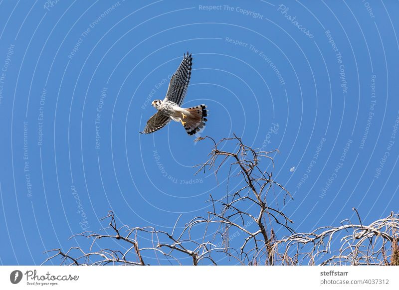 Flying female Southeastern American Kestrel falco sparverius paulus, with wings spread American kestrel falcon Falco sparverius Falco sparverius paulus bird