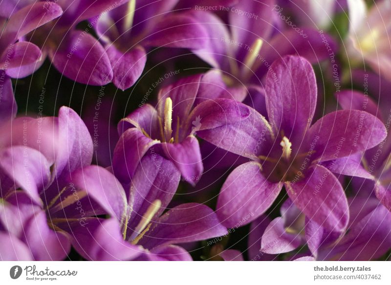 bellflowers Bluebell Flower Blossom Plant Colour photo Blossoming Violet Close-up Day pretty Spring Deserted Interior shot