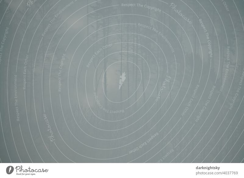 Heavy fog in a forest in the mountains or low mountain ranges of the Sauerland region slope Forest Fog Nature Climbing Siegerland North Rhine-Westphalia