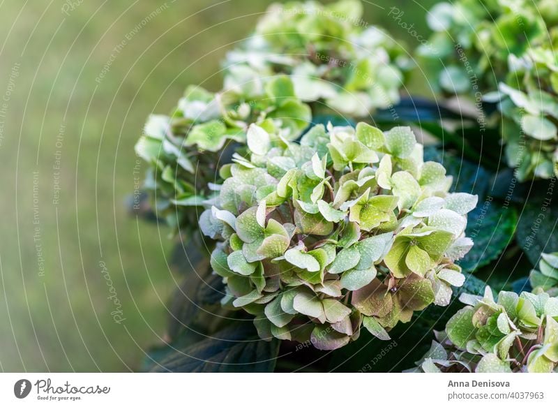 Green Hydrangea Flowers in the Garden hydrangea leaf hortensia flower plant bush August July bloom blossom blue card celebration closeup colorful england flora