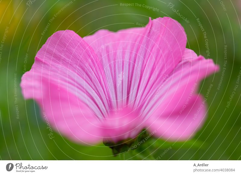 Pink cup mallow (Lavatera trimestris) / bush mallow / mallow flowers macro Macro photography plants Mallow plants Mauves mauve mallow species mallow blossom