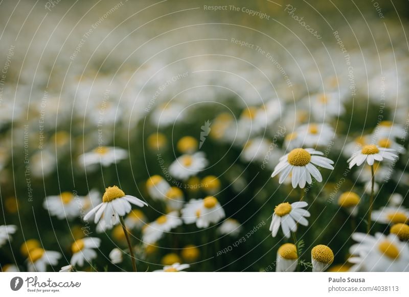 Close up spring daisy field Daisy Daisy Family Spring Spring flower Spring fever Spring colours Flower Nature Plant Garden Summer White Blossoming Decoration