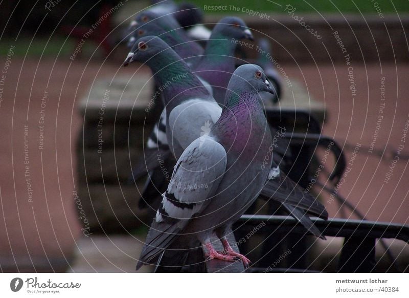 Welcome to Bodega Bay Pigeon Transport hitchcock The birds