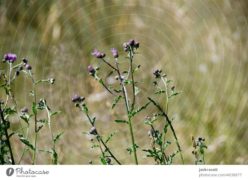 Cornflowers in the cornfield Summer Plant Nature blurriness Blossoming stalk growth height Flower Wild plant Growth Environment accentuated background