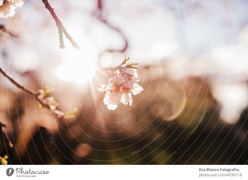 beautiful close up of almond tree flowers at sunset in nature. Blossom and springtime bloom cherry blossom blooming back light fruit farm background closeup