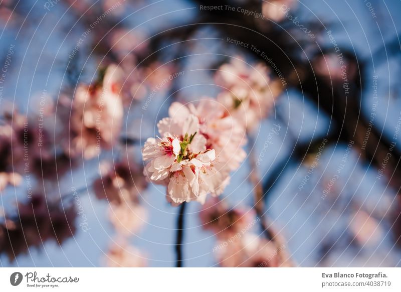 beautiful close up of almond tree flowers at sunset in nature. Blossom and springtime bloom cherry blossom blooming back light fruit farm background closeup