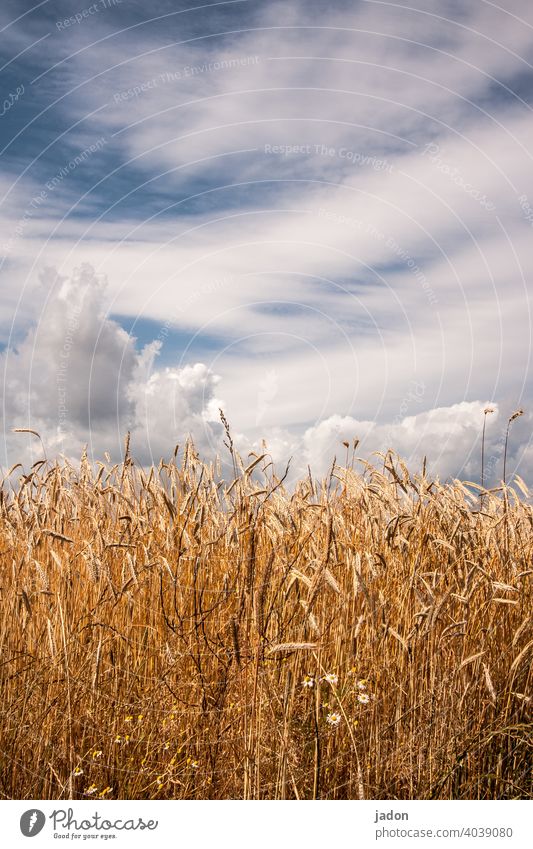 that's what summer was like. Vacation & Travel Summer Cornfield Nature Field Agriculture Agricultural crop Grain Ear of corn Growth Plant Nutrition Environment