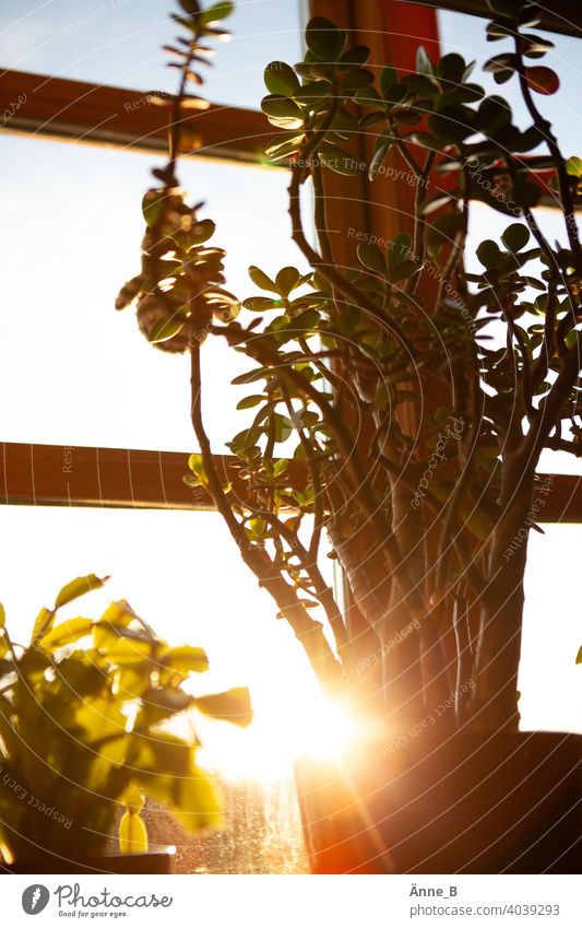 Money tree in front of a window in the sunshine Sunlight Sunset money tree pfennig tree Crassula ovata thickleaf plants Succulent plants succulent Plant Light