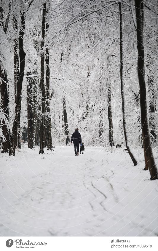 Walk with dog through snowy winter forest Winter Winter mood Winter walk Forest Park trees city park kitchen forest snow-covered Cold White Hoar frost Climate